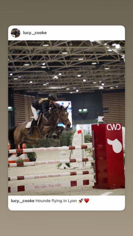Mare French Saddle Pony For sale 2017 Bay