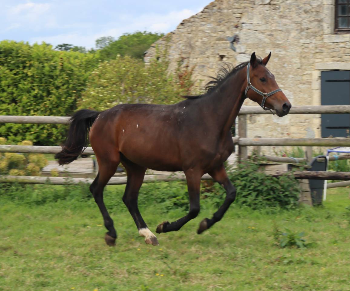 Broodmare Selle Fran&ccedil;ais For sale 2021 Dark Bay