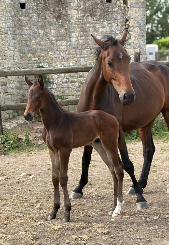 Broodmare Selle Fran&ccedil;ais For sale 2021 Dark Bay