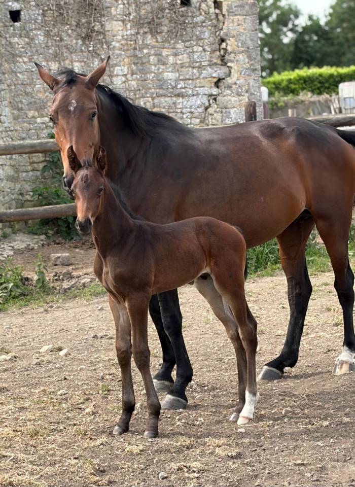 Broodmare Selle Fran&ccedil;ais For sale 2021 Dark Bay