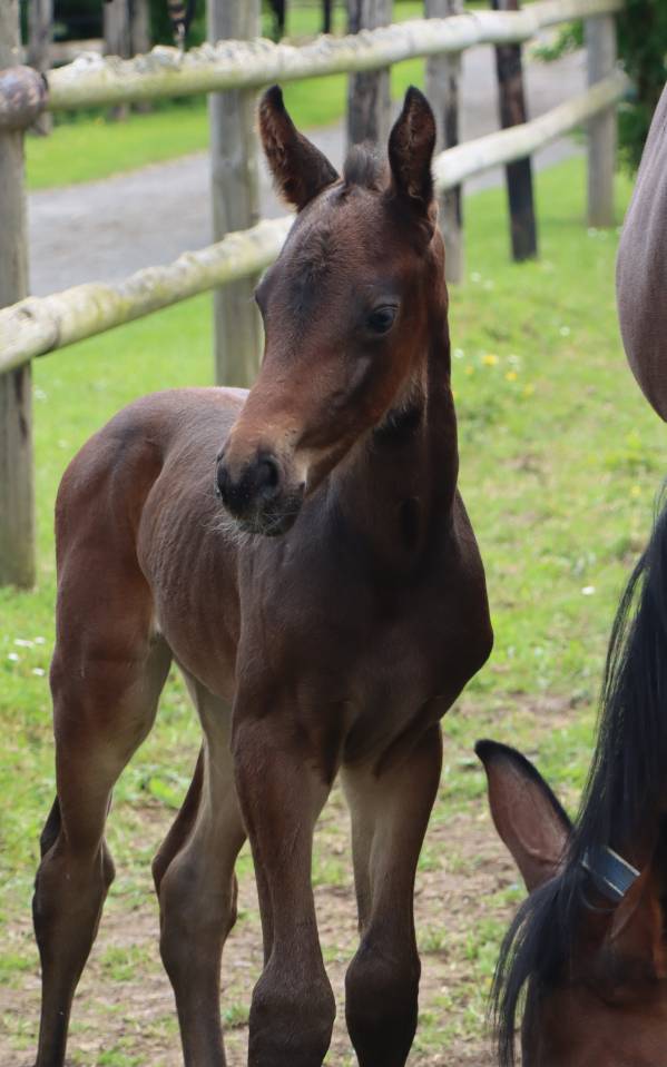 Broodmare Selle Fran&ccedil;ais For sale 2021 Dark Bay