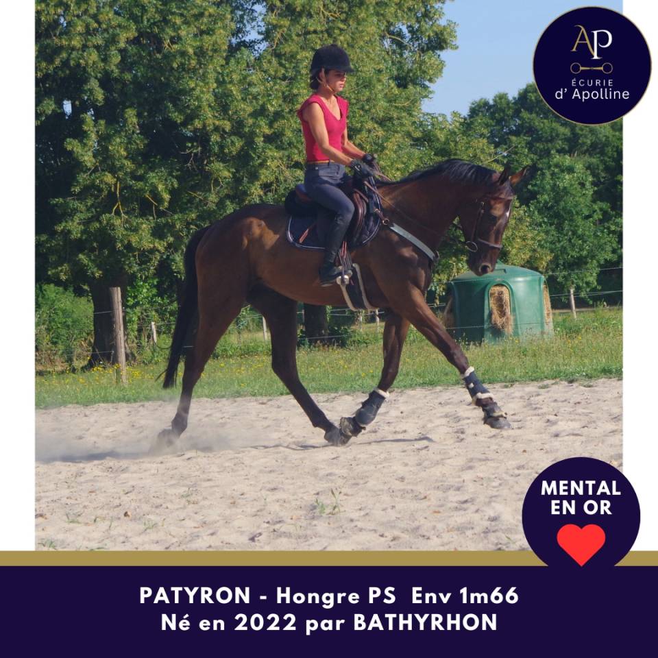 Gelding Thoroughbred For sale 2022 Dark Bay