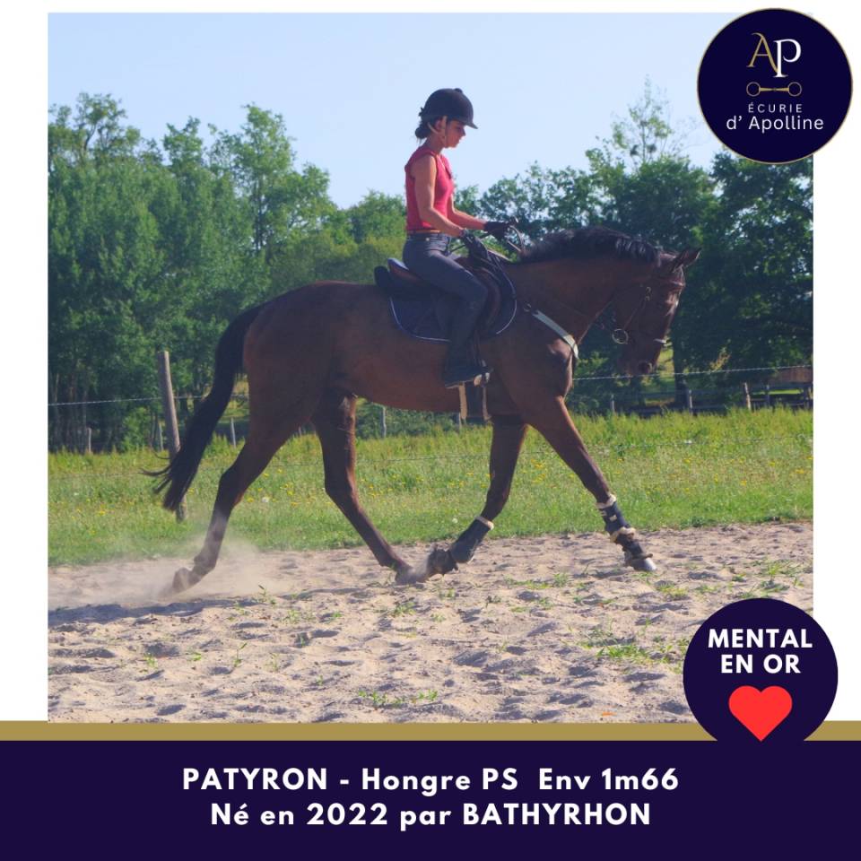 Gelding Thoroughbred For sale 2022 Dark Bay