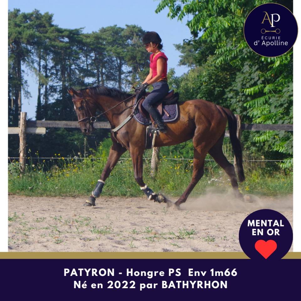 Gelding Thoroughbred For sale 2022 Dark Bay