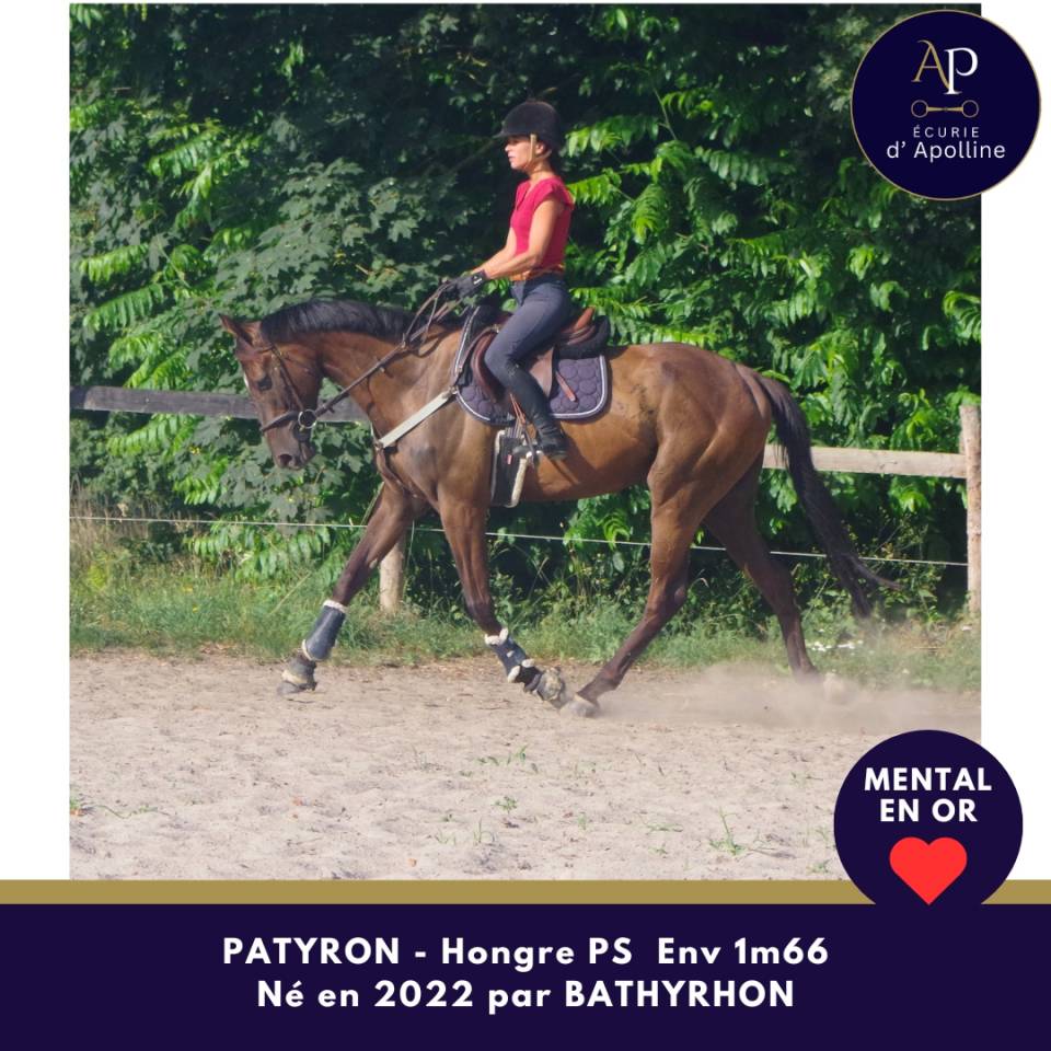 Gelding Thoroughbred For sale 2022 Dark Bay