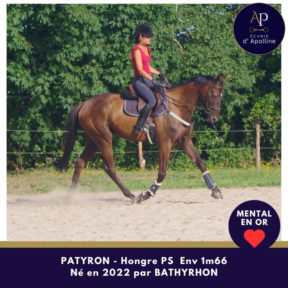 Gelding Thoroughbred For sale 2022 Dark Bay