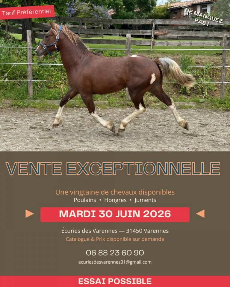 Mare Cob For sale 2020 Bay