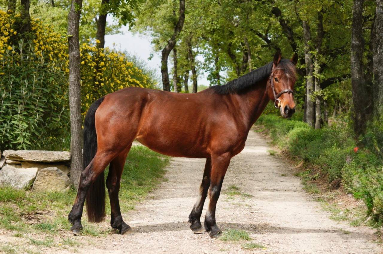 Mare Connemara For sale 2016 Dark Bay
