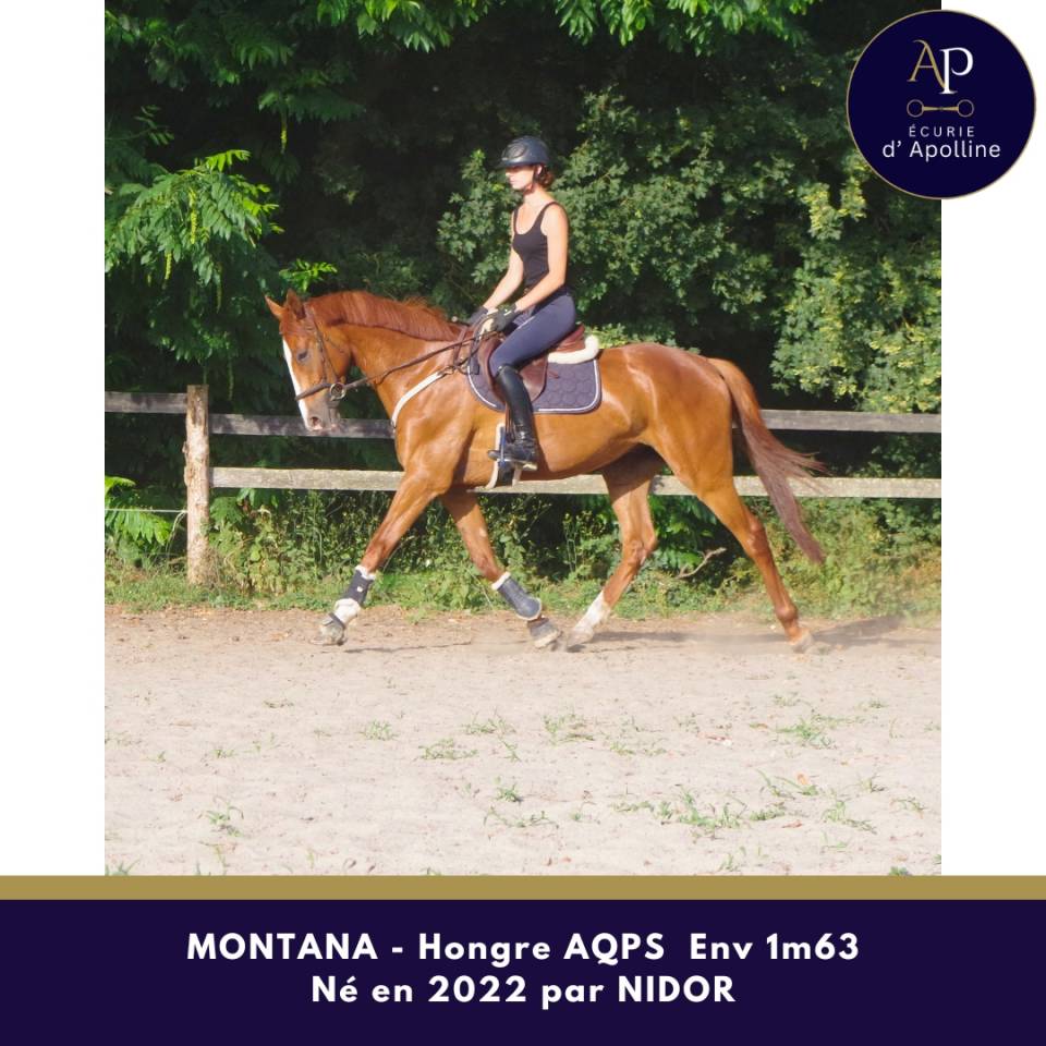 Gelding AQPS For sale 2022 Chesnut