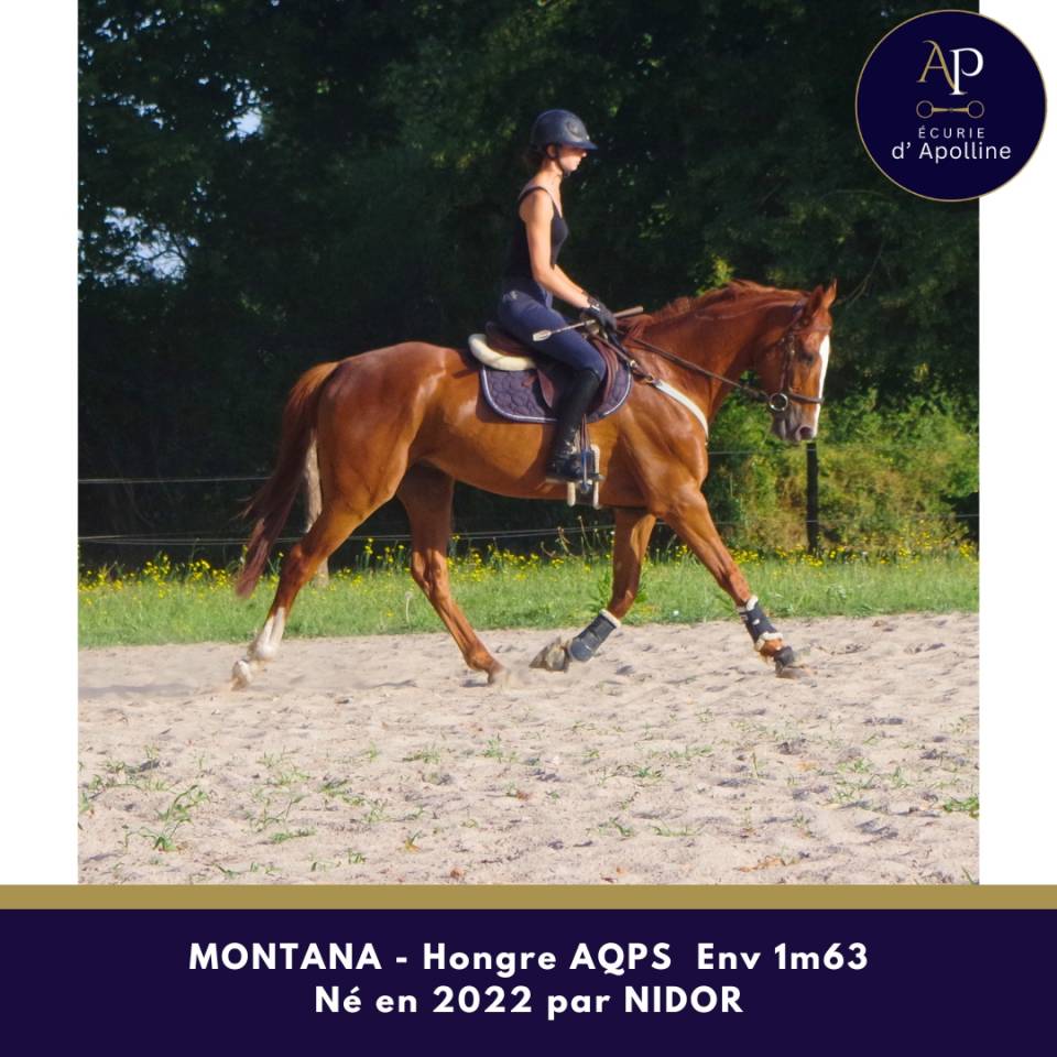 Gelding AQPS For sale 2022 Chesnut