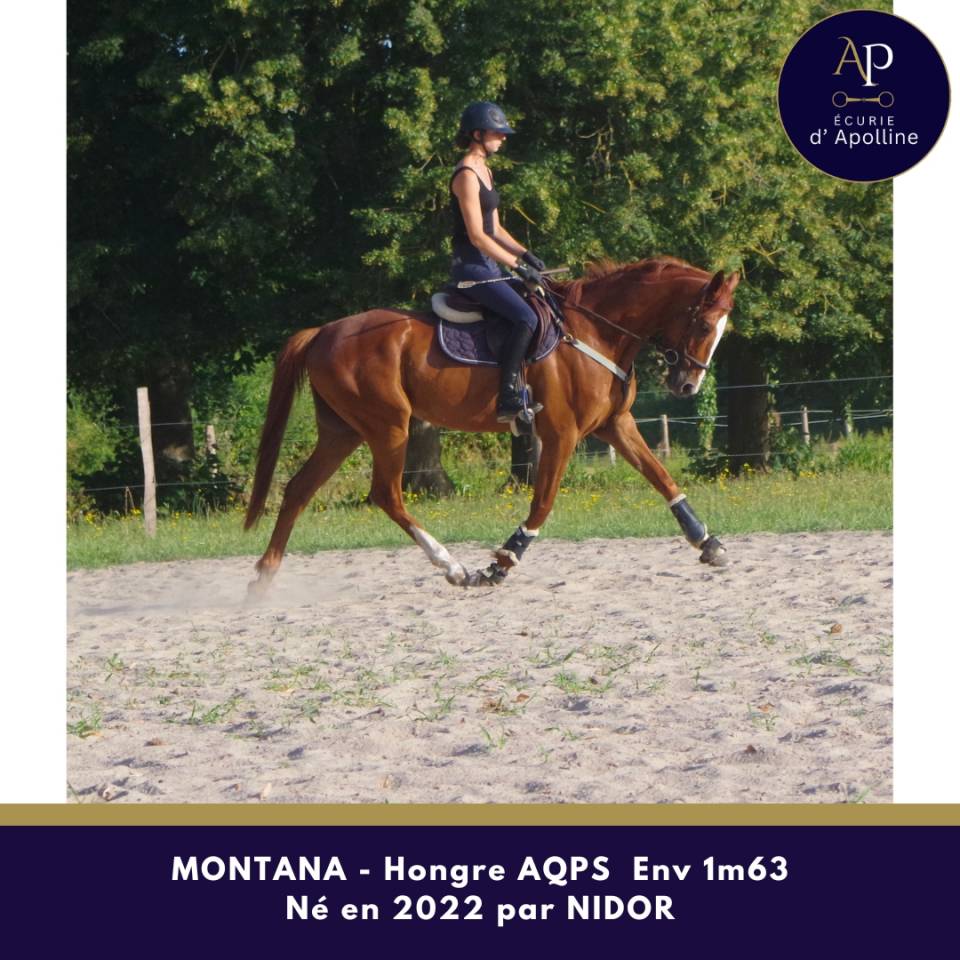 Gelding AQPS For sale 2022 Chesnut