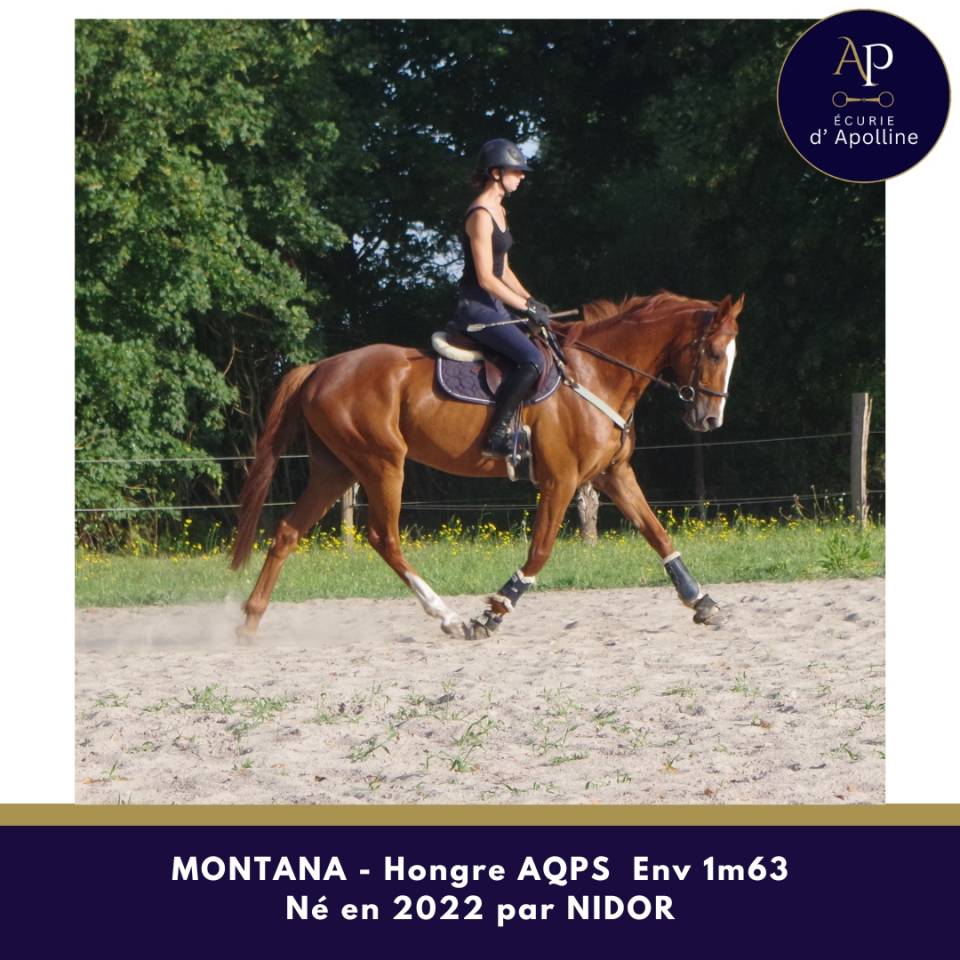 Gelding AQPS For sale 2022 Chesnut