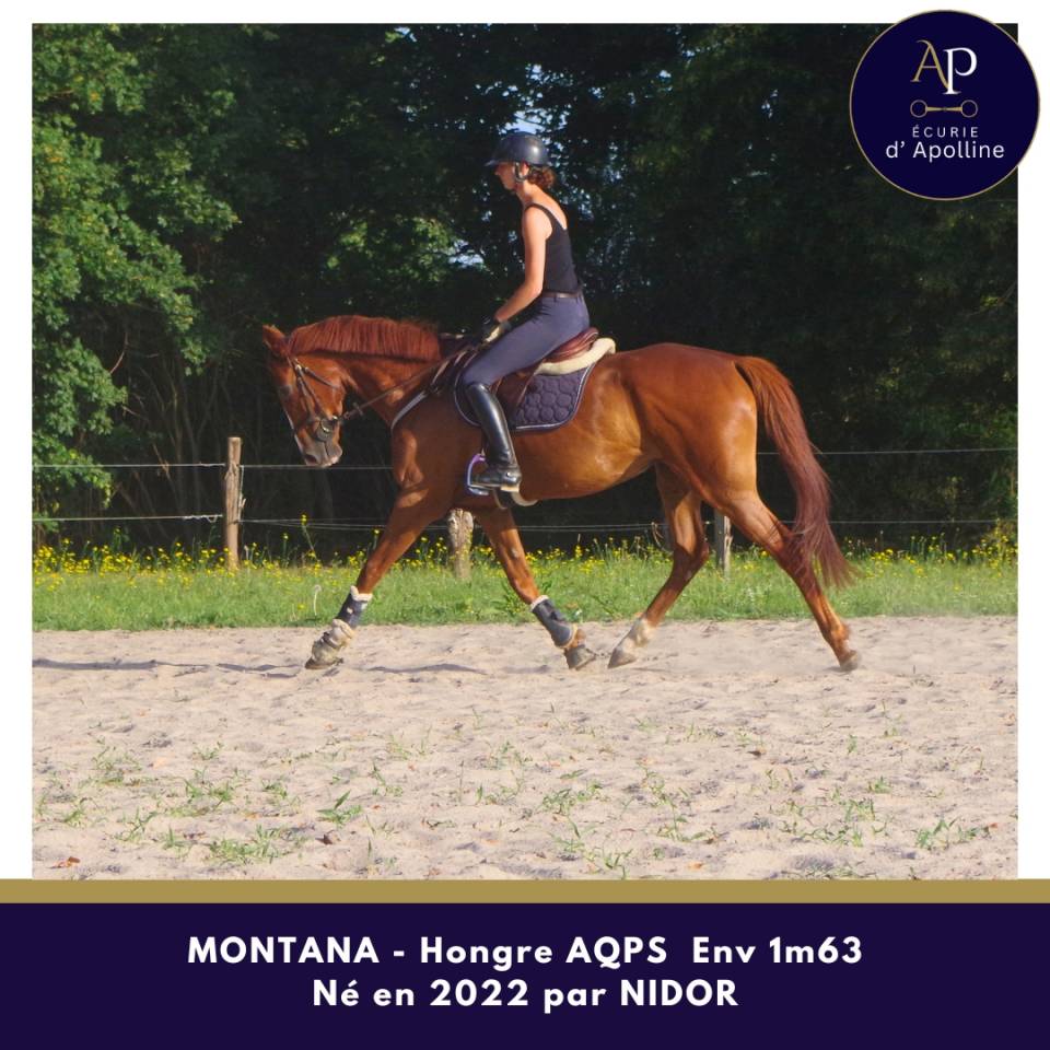 Gelding AQPS For sale 2022 Chesnut