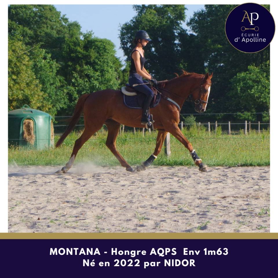 Gelding AQPS For sale 2022 Chesnut