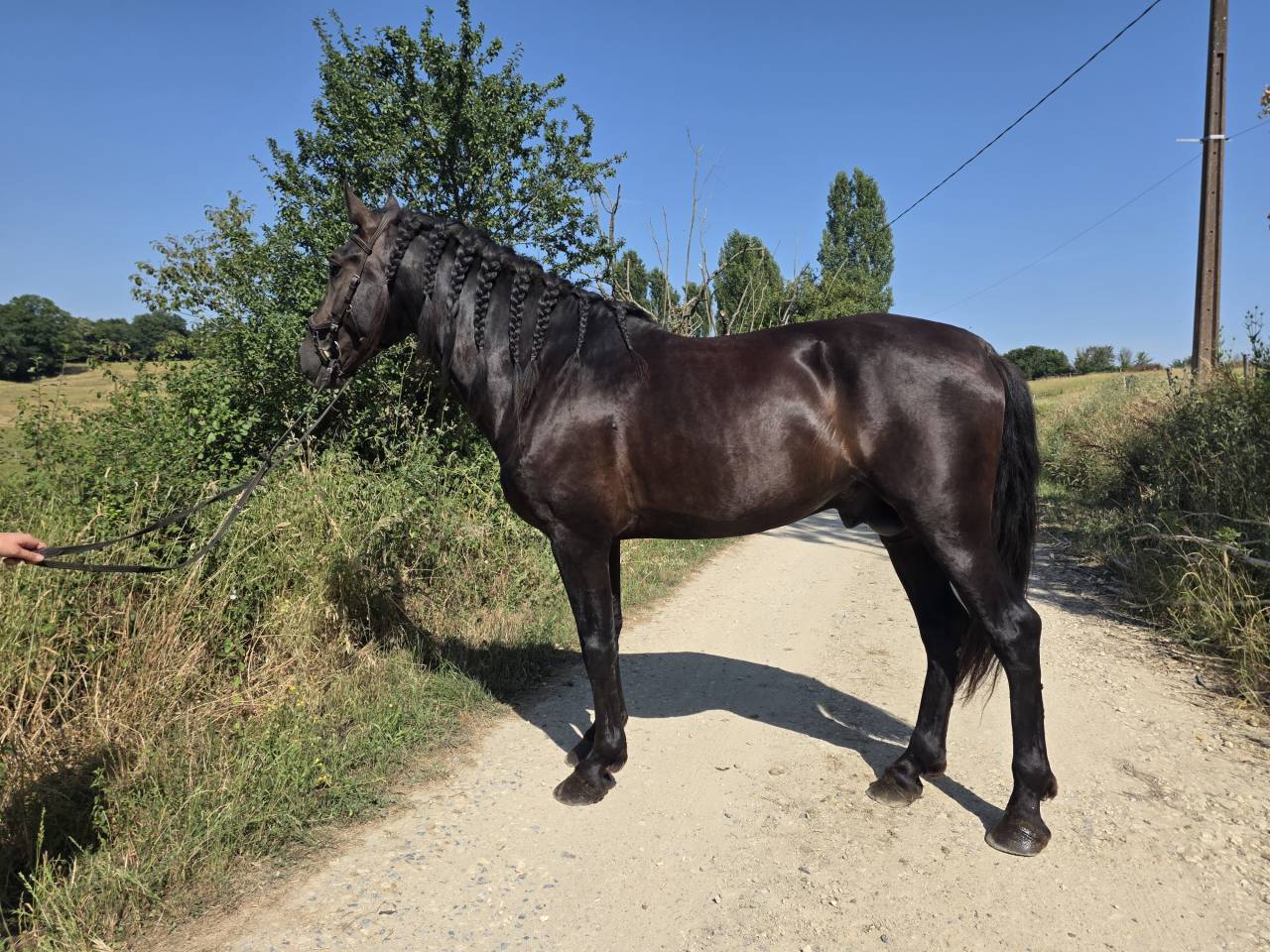 Entire PRE Pure Spanish Bred For sale 2019 Black