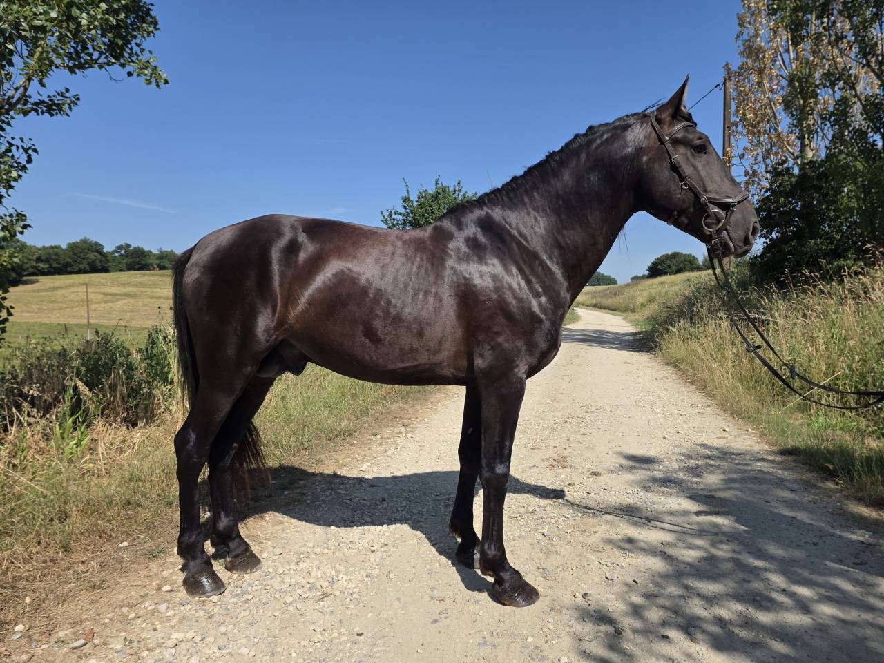 Entire PRE Pure Spanish Bred For sale 2019 Black