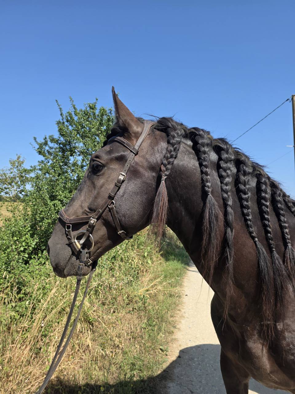 Entire PRE Pure Spanish Bred For sale 2019 Black