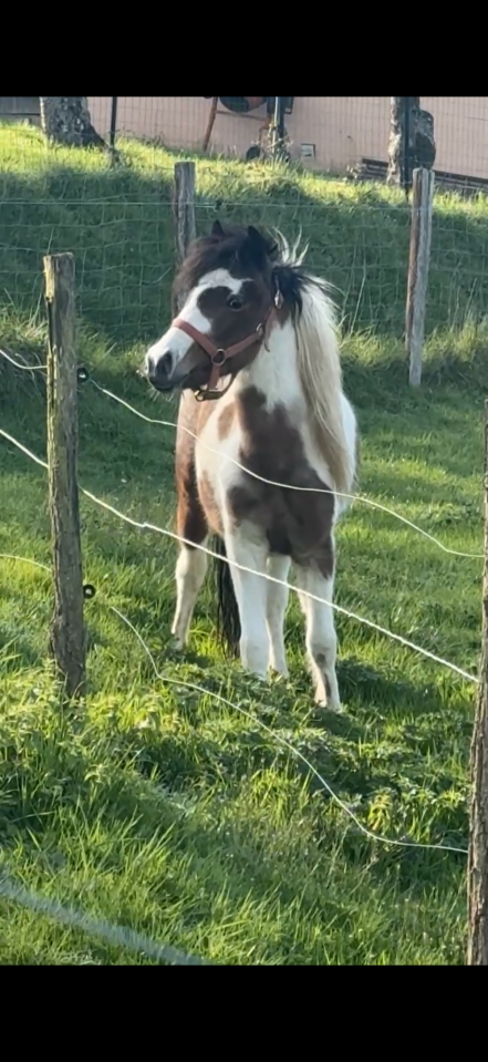 Gelding Welsh Pony (Section B) For sale 2024 Coloured