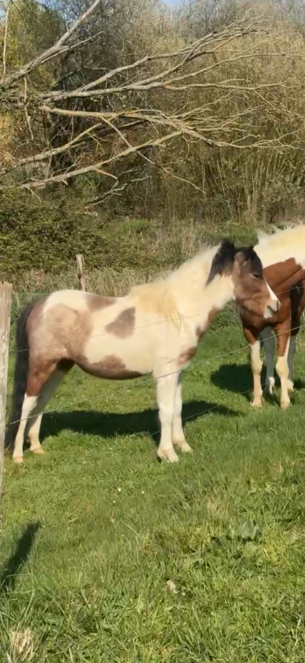 Gelding Welsh Pony (Section B) For sale 2024 Coloured