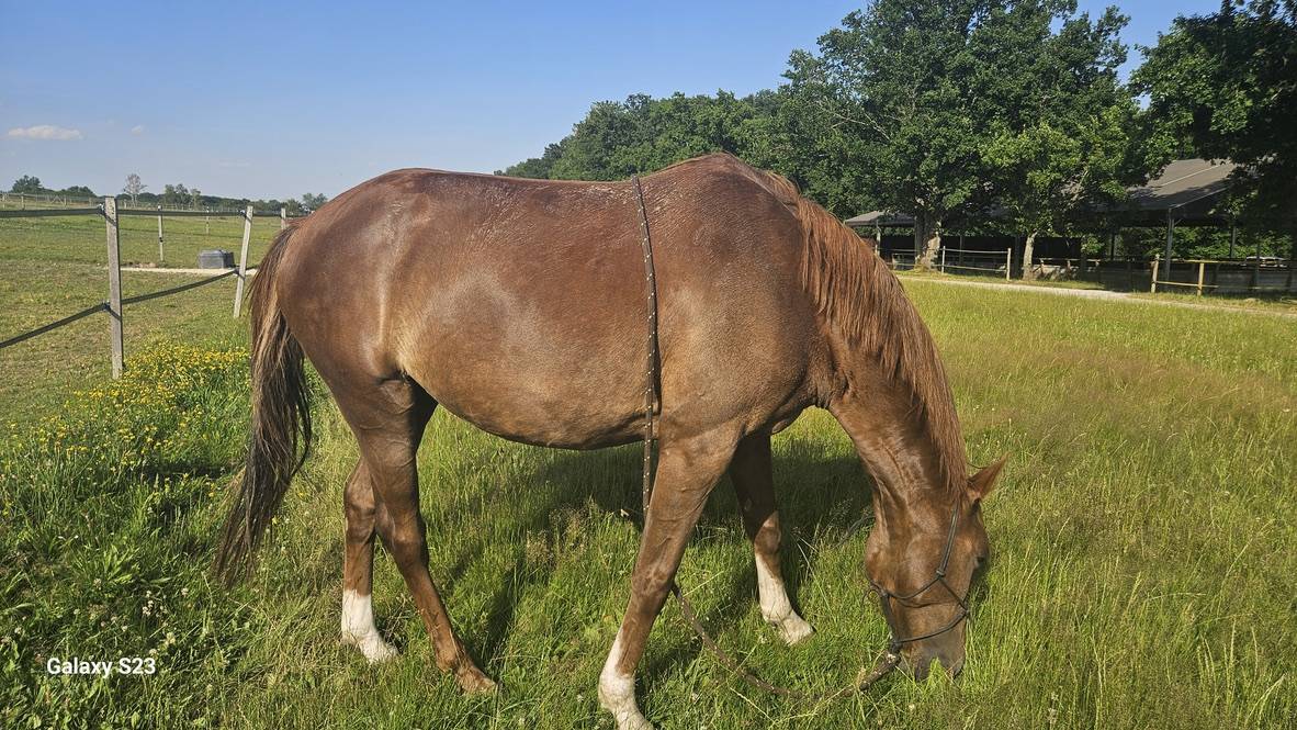 Mare Zangersheide For sale 2018 Liver chestnut
