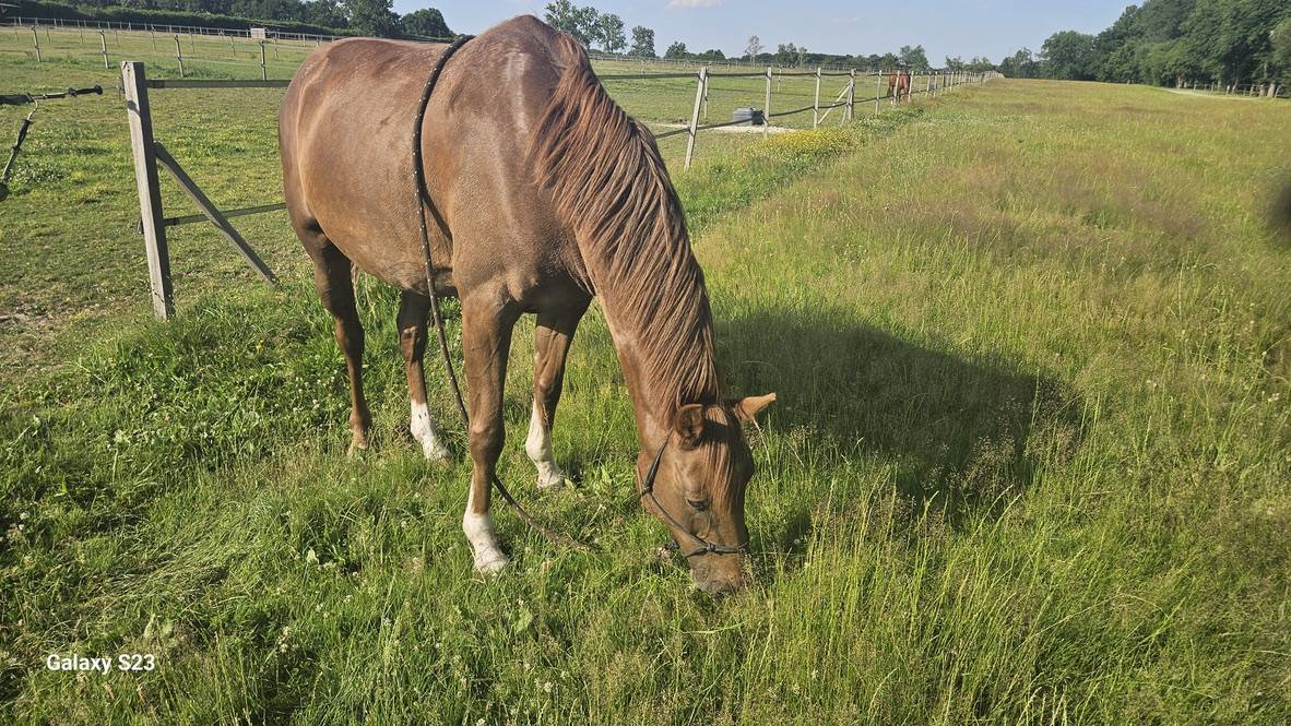 Mare Zangersheide For sale 2018 Liver chestnut
