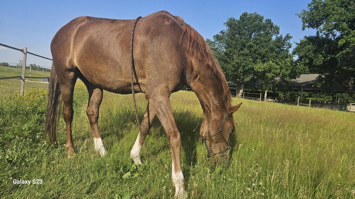 Mare Zangersheide For sale 2018 Liver chestnut