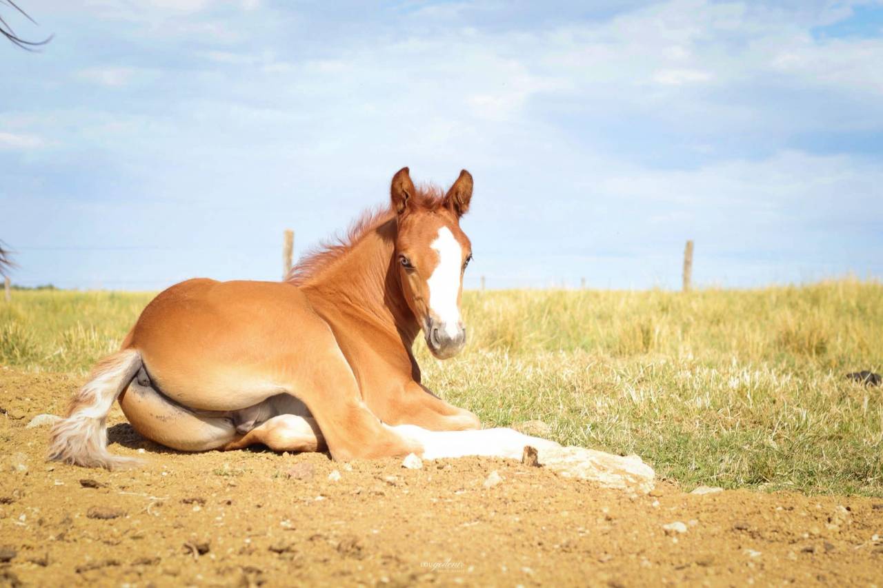 Colt French Saddle Pony For sale 2026 Chesnut