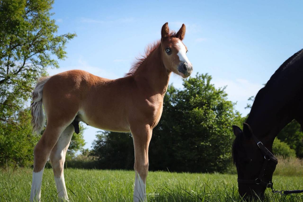Colt French Saddle Pony For sale 2026 Chesnut