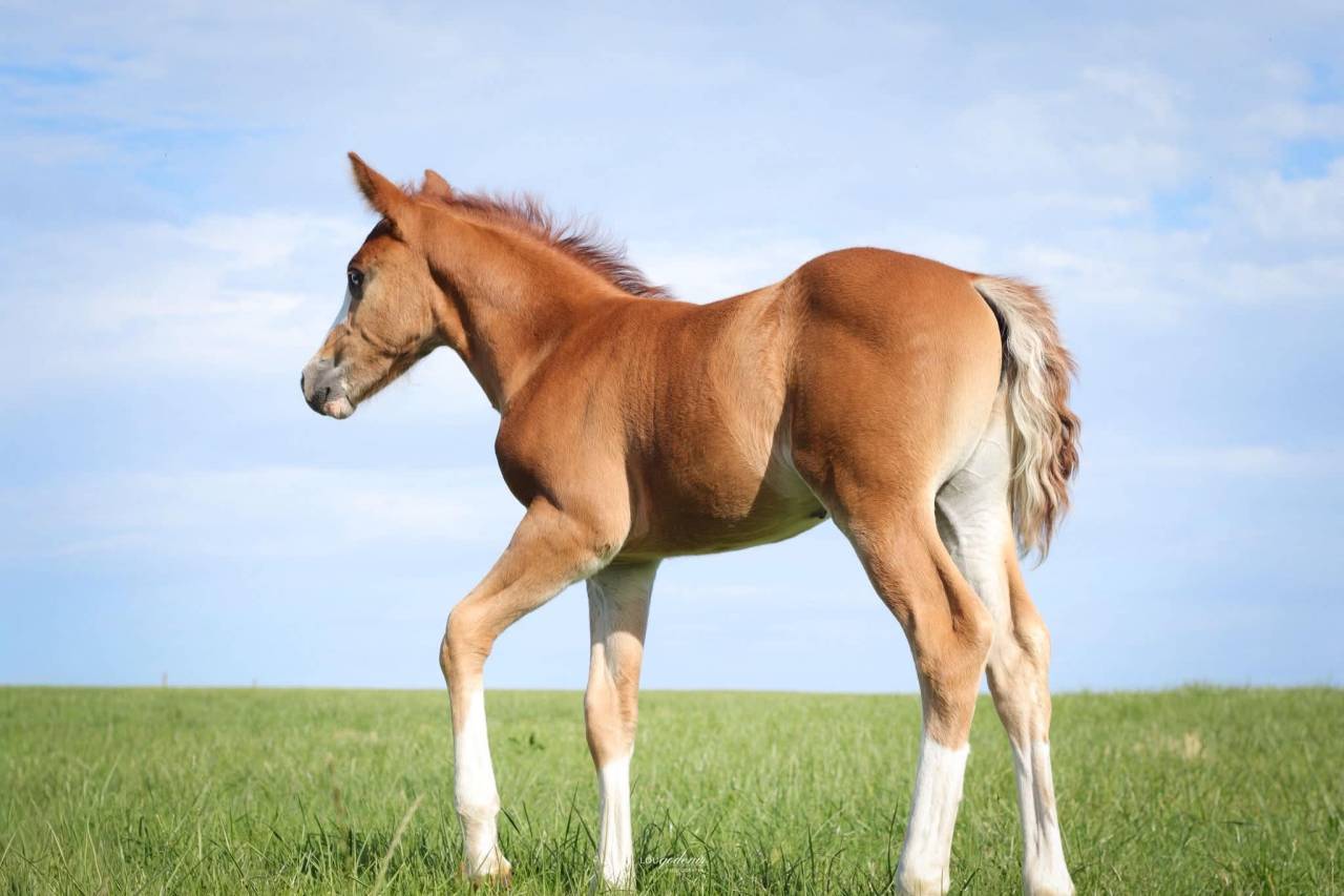 Colt French Saddle Pony For sale 2026 Chesnut