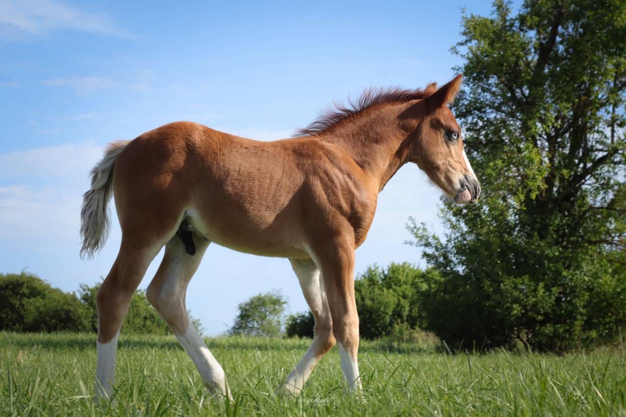 Colt French Saddle Pony For sale 2026 Chesnut