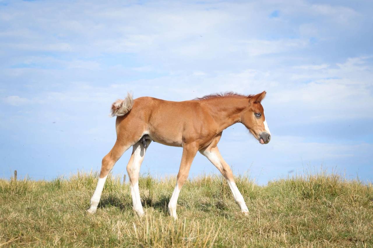 Colt French Saddle Pony For sale 2026 Chesnut