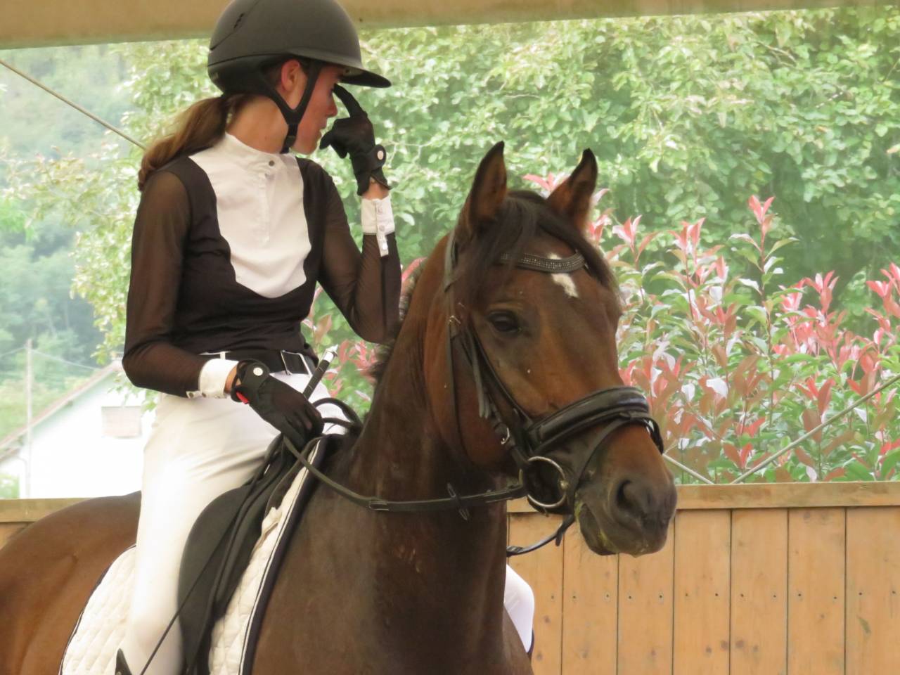 Gelding Franche-Montagne For sale 2018 Bay