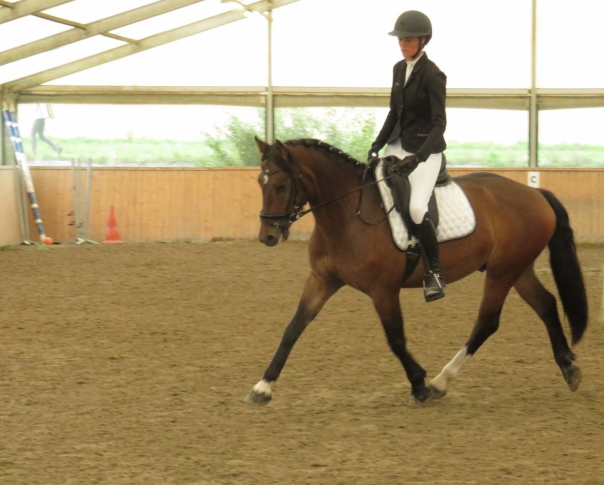 Gelding Franche-Montagne For sale 2018 Bay