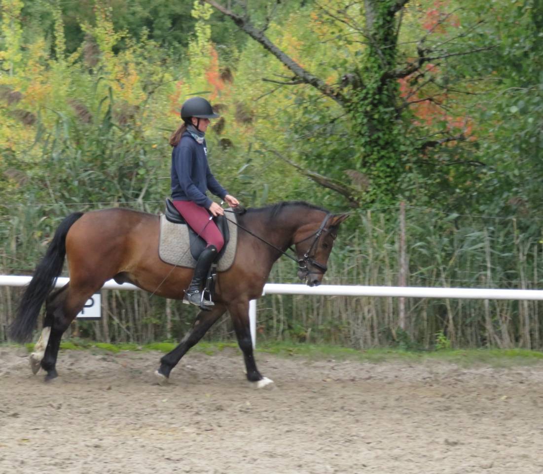 Gelding Franche-Montagne For sale 2018 Bay