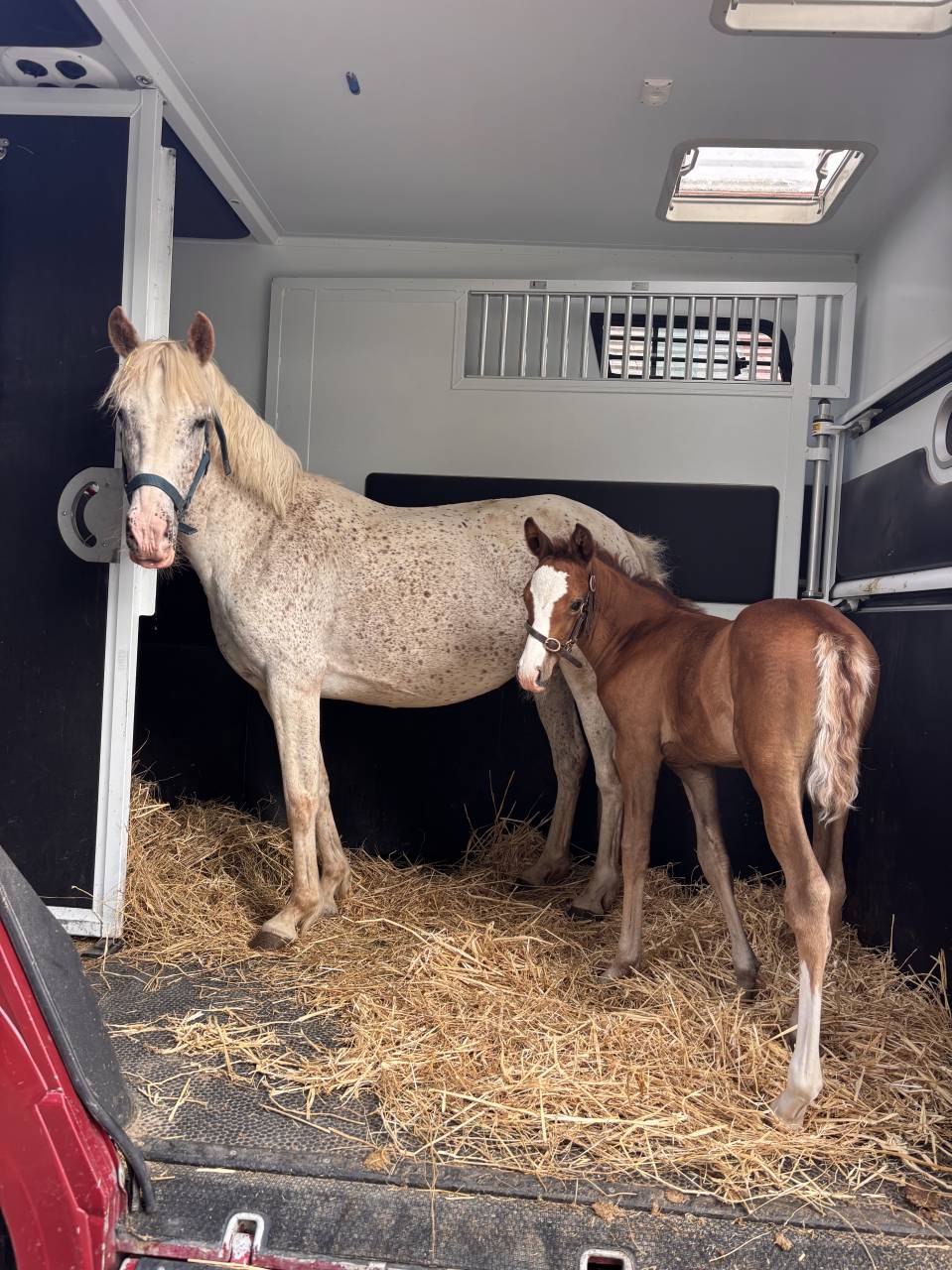 Broodmare Welsh Part Bred For sale 2017 Grey
