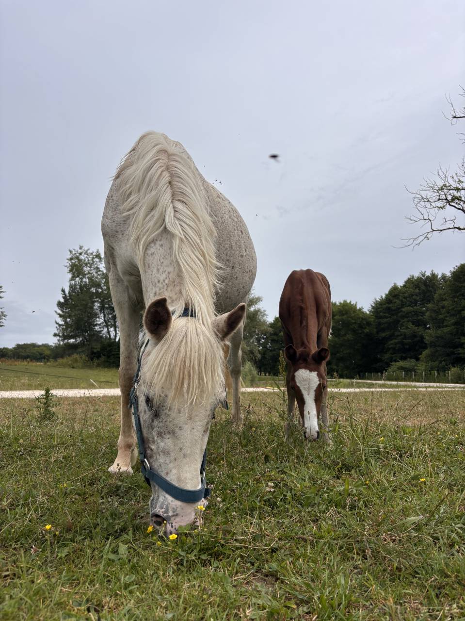 Broodmare Welsh Part Bred For sale 2017 Grey