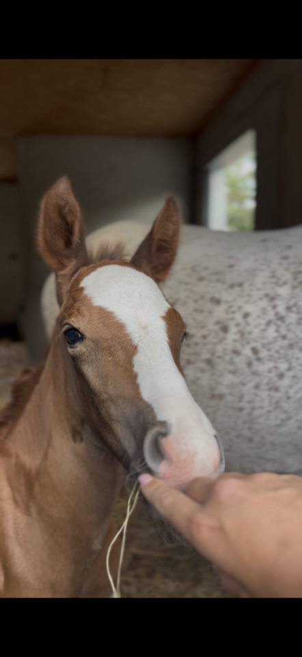 Broodmare Welsh Part Bred For sale 2017 Grey