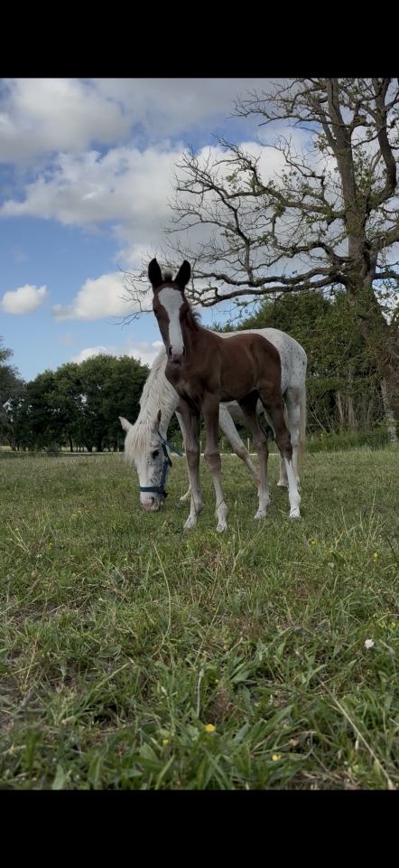Broodmare Welsh Part Bred For sale 2017 Grey