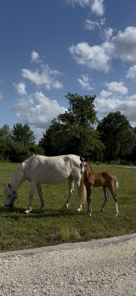 Broodmare Welsh Part Bred For sale 2017 Grey