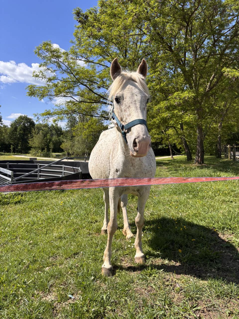 Broodmare Welsh Part Bred For sale 2017 Grey