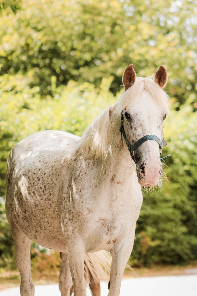 Broodmare No Origin Recorded For sale 2017 Grey
