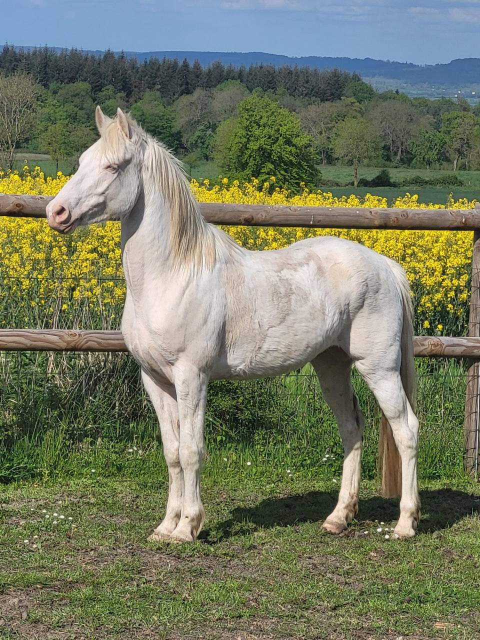 Gelding Other Pony Breed For sale 2021 Cream