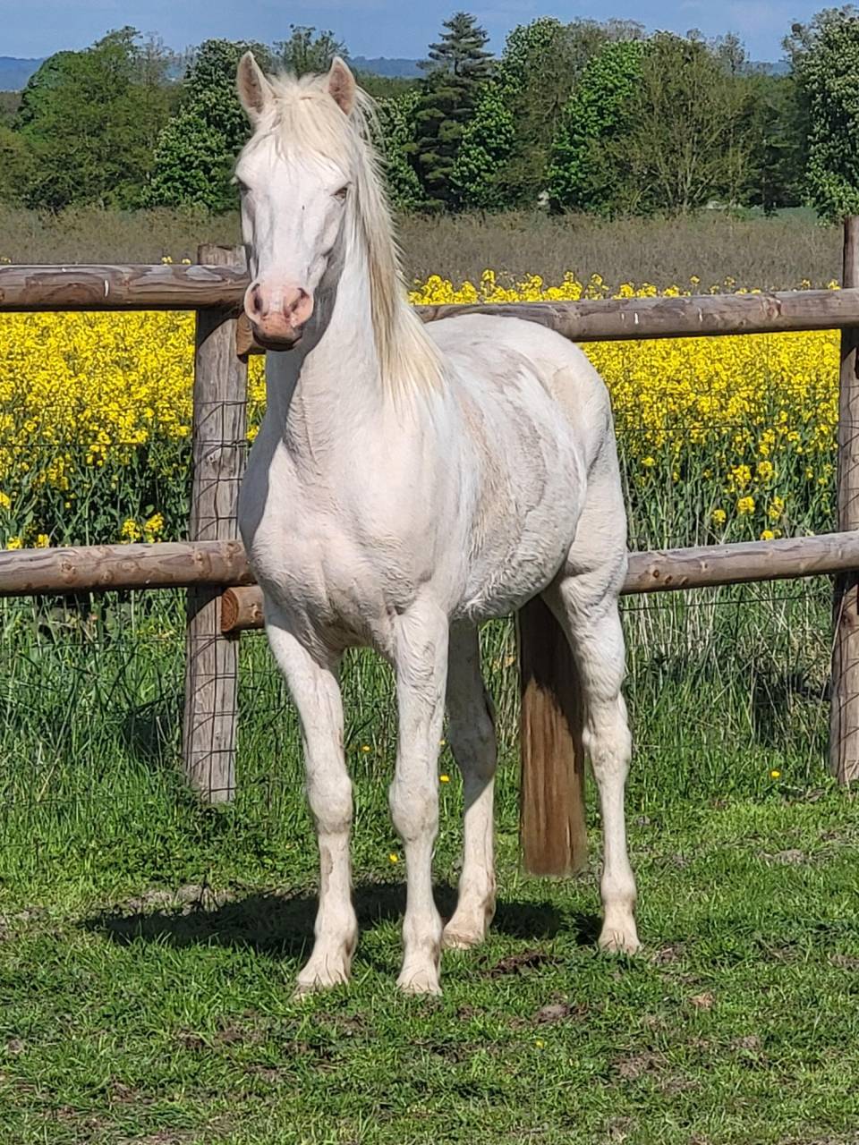 Gelding Other Pony Breed For sale 2021 Cream