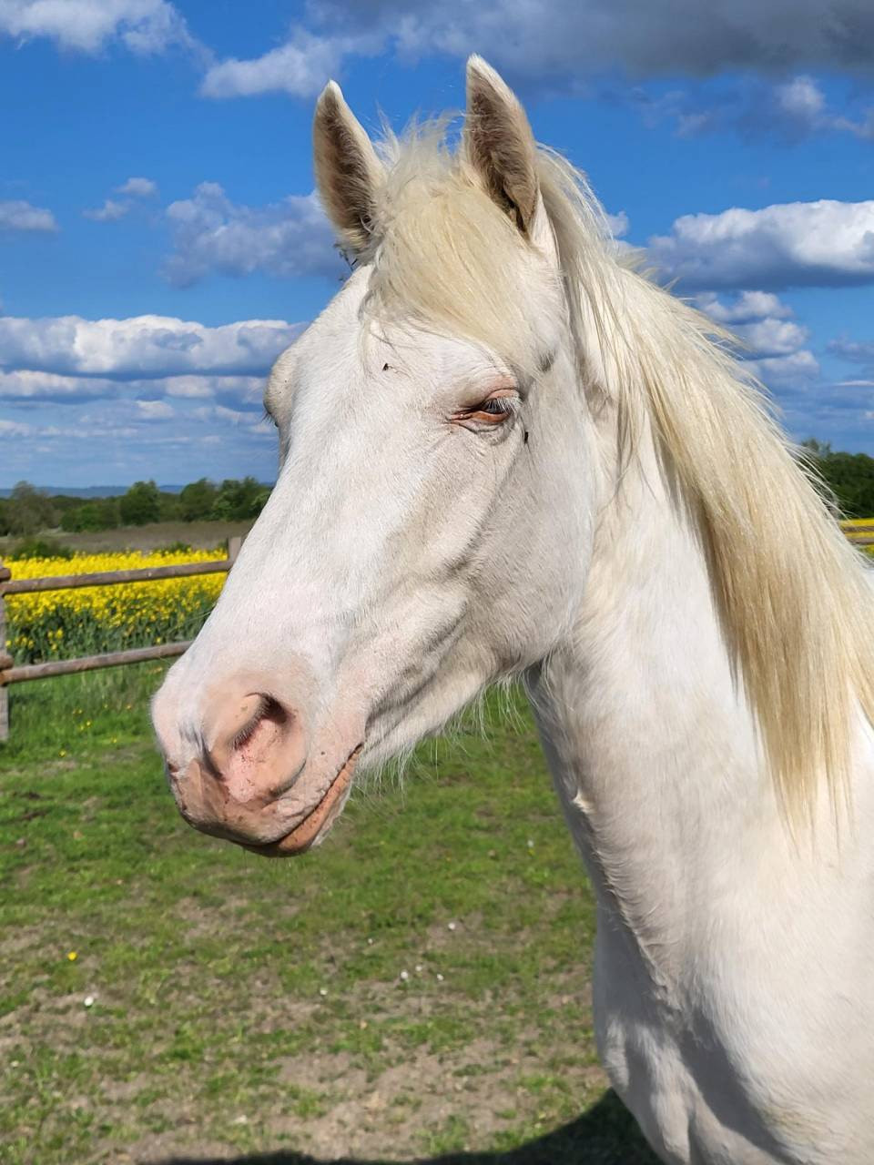 Gelding Other Pony Breed For sale 2021 Cream