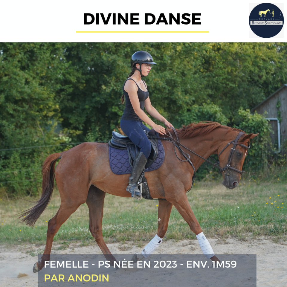 Mare Thoroughbred For sale 2023 Chesnut