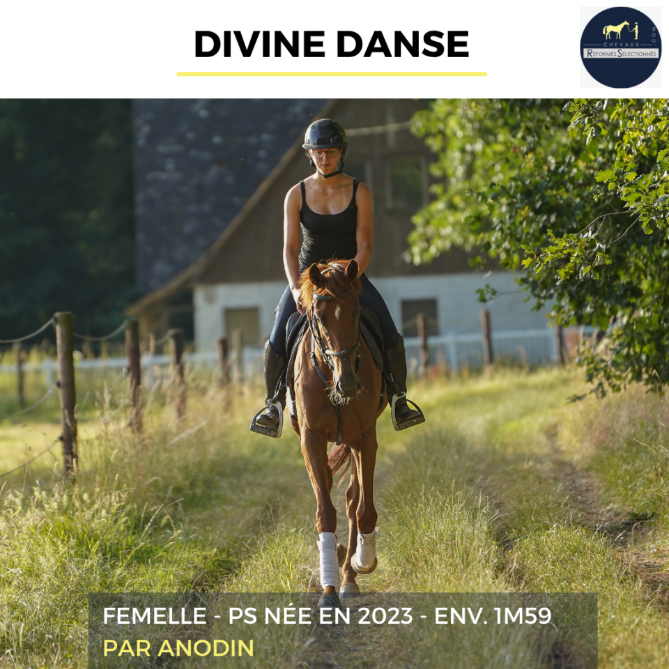 Mare Thoroughbred For sale 2023 Chesnut