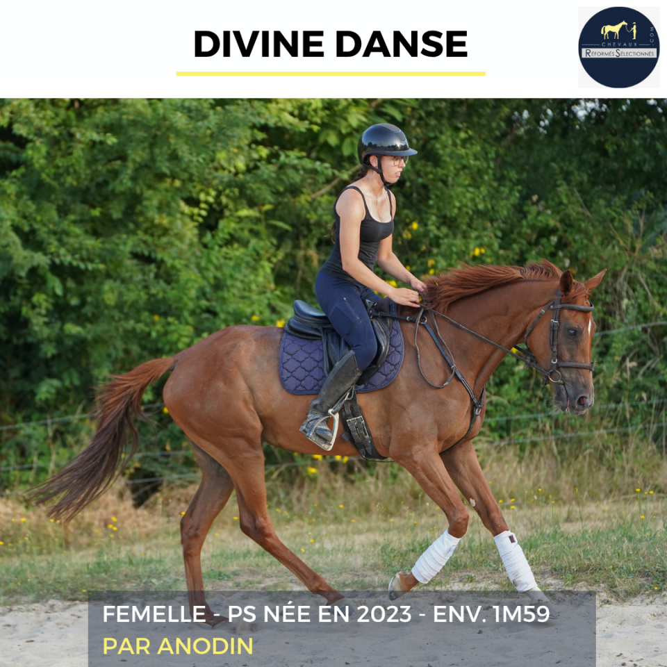 Mare Thoroughbred For sale 2023 Chesnut