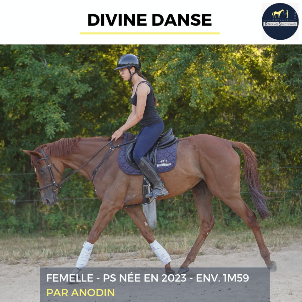 Mare Thoroughbred For sale 2023 Chesnut