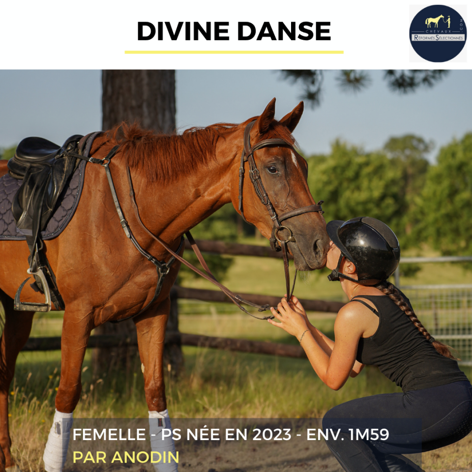 Mare Thoroughbred For sale 2023 Chesnut