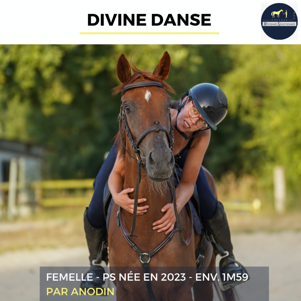 Mare Thoroughbred For sale 2023 Chesnut